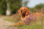 young Golden Retriever