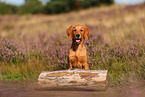 young Golden Retriever