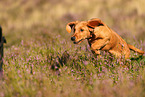 young Golden Retriever