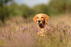young Golden Retriever