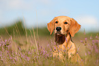 young Golden Retriever