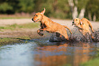 young Golden Retriever