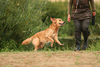 Golden Retriever