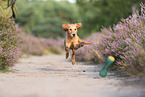 young Golden Retriever