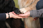 2 dogs
