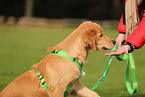 young Golden Retriever