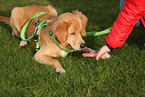 young Golden Retriever