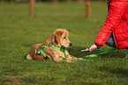 young Golden Retriever