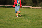 young Golden Retriever