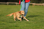 young Golden Retriever