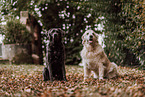Retriever