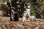 Retriever