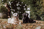 Retriever