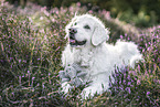 male Golden Retriever