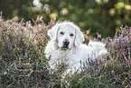 male Golden Retriever