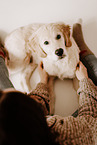 Golden Retriever Puppy