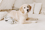 Golden Retriever Puppy