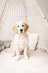 Golden Retriever Puppy