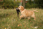 Golden Retriever Puppy