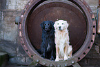 2 dogs