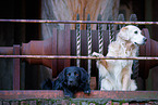 2 dogs