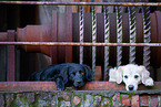 2 dogs