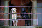 2 dogs