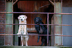 2 dogs