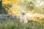 young Golden Retriever