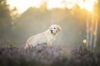 young Golden Retriever