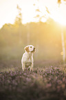 young Golden Retriever
