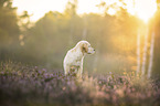 young Golden Retriever