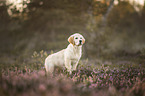 young Golden Retriever