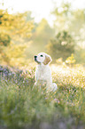 young Golden Retriever