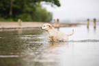 Golden Retriever Puppy