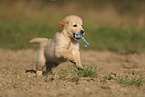 Golden Retriever puppy