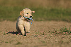 Golden Retriever puppy