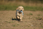 Golden Retriever puppy