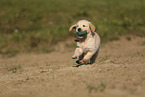 Golden Retriever puppy