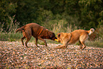 Labrador and Golden Retriever