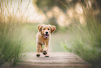 Golden Retriever puppy