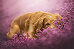 Golden Retriever in the heath