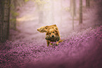 Golden Retriever in the heath