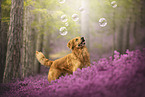 Golden Retriever in the heath