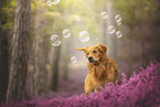Golden Retriever in the heath