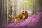 Golden Retriever in the heath