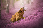Golden Retriever in the heath