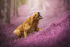 Golden Retriever in the heath