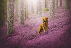 Golden Retriever in the heath