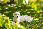 young Golden Retriever